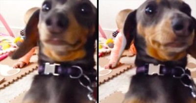 Silly Dog ‘POPS’ Up To Steal New Baby’s Spotlight 