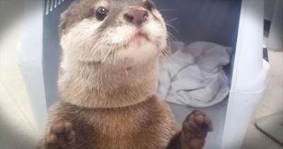 Wait Til You See Why This Otter Is Squealing With Delight! 