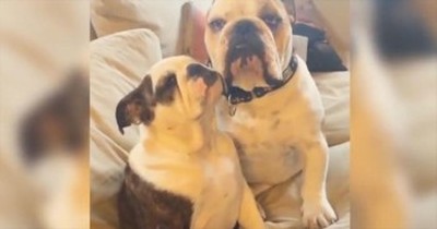 When This Pup's Love Was Rejected He Had The Funniest Reaction. LOL! 