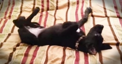 This Pup’s Alarm Went Off WAY Too Early This Morning – I Know The Feeling! 