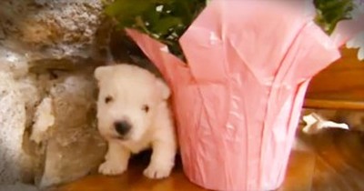 These Twin Puppies Play The Most ADORABLE Game - Seriously. Too Cute.  