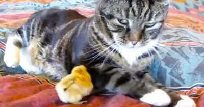 This Kitty Is NOT A Fan Of This Chipper Chick – So Cute! 
