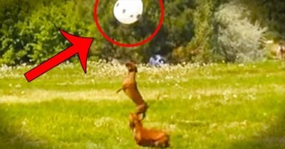 2 Adorable Dogs, 1 Balloon, And TONS of Fun! This Is SO Cute! 