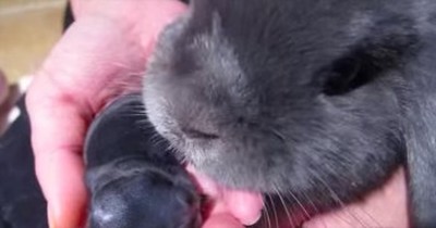 Watch Your Heart Melt As Mama Cleans Her Newborn Bunny  