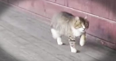 This Kitty Is Ready For The Runway. Check Out That Cat Walk!  