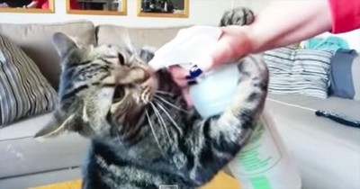 This Cat Has Found The FUNNIEST Use For This Ordinary Squirt Bottle 