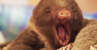 This Sweet Baby Sloth Is Ready For A Nap. And That Yawn Just Melted My Heart!