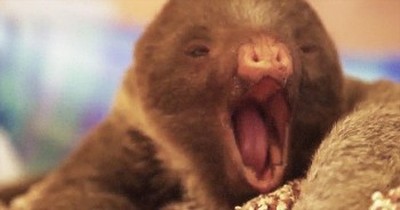 This Sweet Baby Sloth Is Ready For A Nap. And That Yawn Just Melted My Heart! 