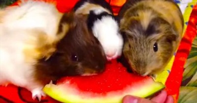 Hungry Guinea Pigs + Watermelon = ADORABLENESS 