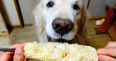 This Pup Sure Does Love Her Veggies – It’s Almost Too Cute To Handle! 