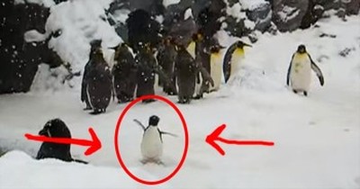 All This Penguin Wants To Do Is Jump, Jump, JUMP - And It's Hilariously Adorable! 