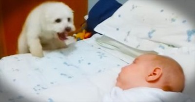 This Game Of Peek-A-Boo Is Seriously Melting My Heart – How Cute Is That Pup? 