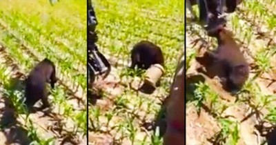 This Bear Was Going To Die, Until One Lumberjack Saved Him In The Most Unusual Way 
