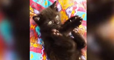 I’m Not Sure If This Is A Kitten Or A Squeak Toy – Either Way It’s ADORABLE! 