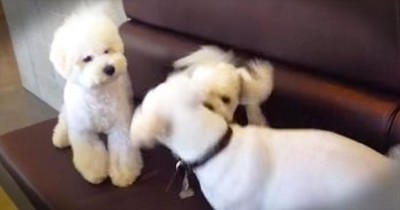 When These 2 Pups Started Fighting, You’ll LOL At Who Broke Them Up! 