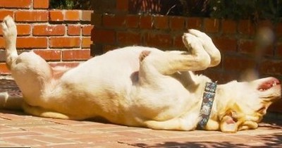 Summer Time Means Lots Of Fun, Sun, And Belly Rubs For This Pup! So Cute! 