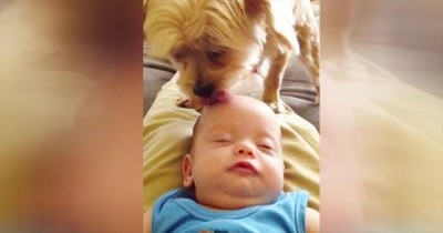 I've Heard Of Head Scratches Putting Babies To Sleep. But THIS Is Just Too Cute! 