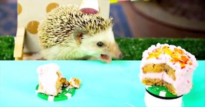 This Tiny Hedgehog Is Having One BIG Birthday Celebration - This Is Too Adorable For Words! 