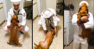 This Sailor Returned Home And Got The BEST Welcome – With Some Major Tail-Wagging 