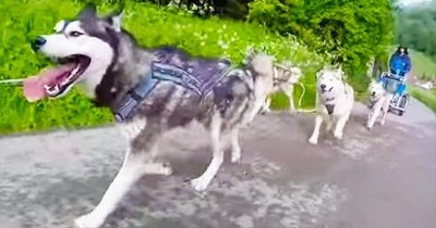 These Huskies Are Going On An AMAZING Adventure. Just Wait For The 'Okay Go'! 