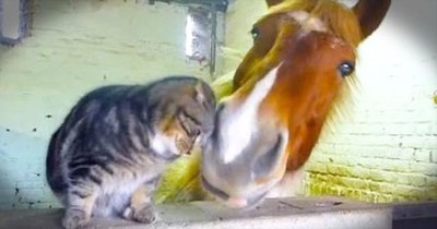 These Unlikely Friends Are A PURR-fect Match – And Their Cuddling Is Just Too Cute! 