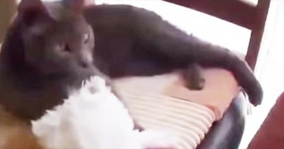 The Secret To This Kitty’s Transformation Will Have You Pressing REPLAY! 