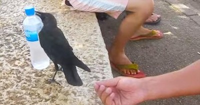 At First, These Humans Didn't Know What to Think. But Then This Smart Crow Got JUST What He Needed. 