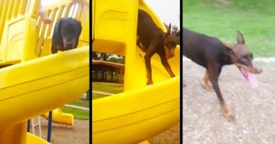 It Only Took 13 Seconds For This Pup To Completely SHOCK Me – I Never Saw That Coming! 
