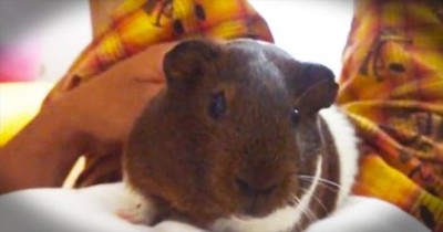 I’m Cracking Up Over This Grumpy Guinea Pig – Is There Anything This Cutie Actually LIKES? 