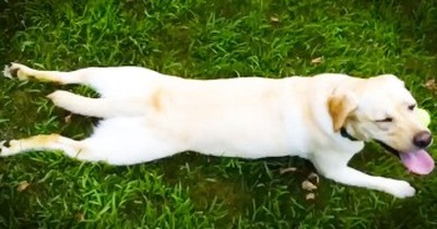 This Pup Has The CUTEST Way Of Hitting The ‘Brakes!’ – Get Ready To LOL 