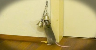This Mouse Didn't Have A Doorbell, So He Did The Next CUTEST Thing 