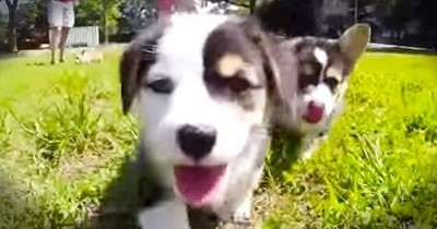 When These Corgi Pups Storm Onto Campus, It’s Complete Cuteness OVERLOAD! 
