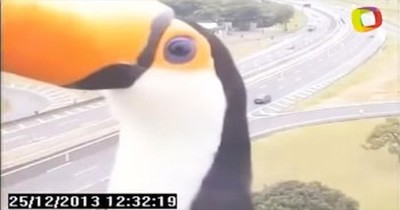 I Don't Think They Expected THIS Silliness To Appear On The Traffic Camera - I'm Still Giggling! 