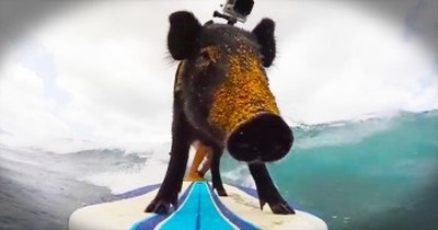 I've Seen Surfing Dogs, But This PIG Just Blew Them All Away! 