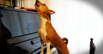 You’ll Be HOWLING With Delight When You Hear This Pup And His INSANE Talent 
