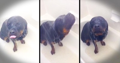 This Pup Is In HEAVEN. And It May Be The Cutest Thing I've Seen All Week!