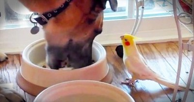 This Dog Gets The CUTEST Mealtime Serenade – How Sweet! 
