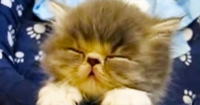 In 62 Seconds, These Kittens Will Completely Brighten Your Day - AWWW! 