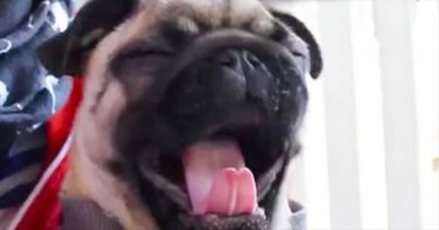 I Dare You Not To YAWN When You See This Adorable Sleepy Pup! I Totally Failed! 