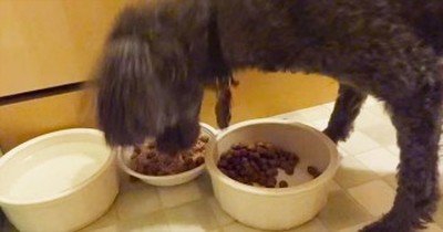 I've Seen Picky Eaters, But This Pup Takes The Cake - Or Should I Say, Kibble! 