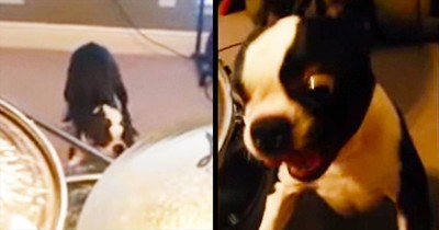This Pup Didn't Like The Music – So He Ended It In The Most HILARIOUS Way!
