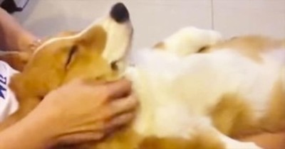 This Corgi is Completely Relaxed – And It’s Cuteness Overload! 