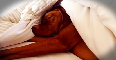 Got A Serious Case Of The Mondays? This Pup Understands!