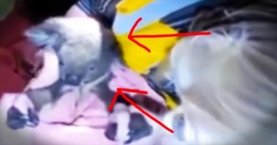 This Koala Was Going To Die – Until These Brave Heroes Did Something INCREDIBLE! 
