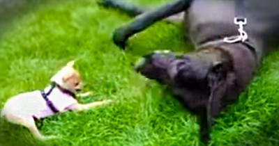 This Battle Of David And Goliath Has To Be The CUTEST Ever!