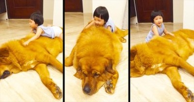 This Gentle Giant And His Little Human Are About To Completely ANNIHILATE Your Heart - AWW! 