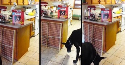1 Generous Cockatoo Is Giving These Dogs EXACTLY What They Want – And It’s Hilarious! 