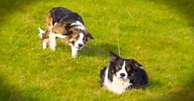 I Had No Idea What These Sneaky Pups Were Doing. At 1:36, I Couldn't Hold Back The Giggles! 