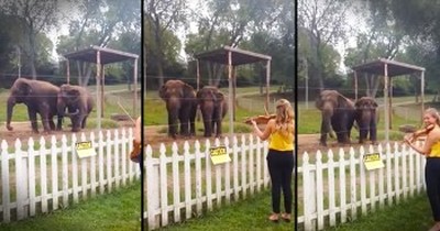 These Elephants Sure Do Appreciate Classical Music. Serious Cuteness Overload! 