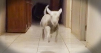 It Only Took 7 Seconds For This Lamb To Completely MELT My Heart – Precious! 